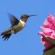 Hummingbird