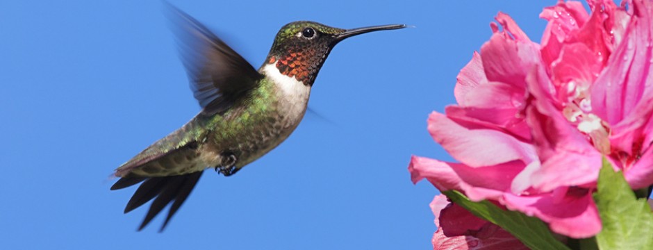 Hummingbird